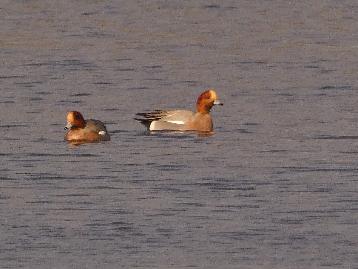 Eurasian Wigeon - ML646741256