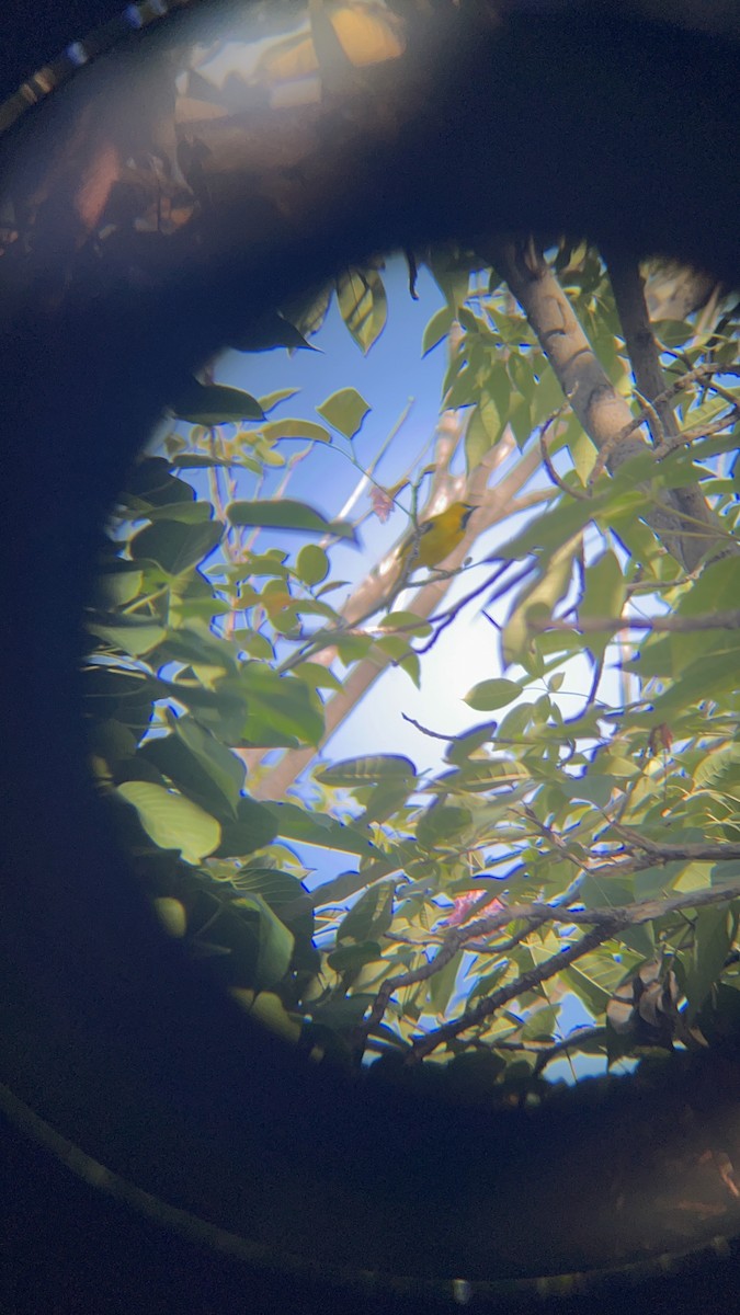 Yellow Oriole - ML646741257