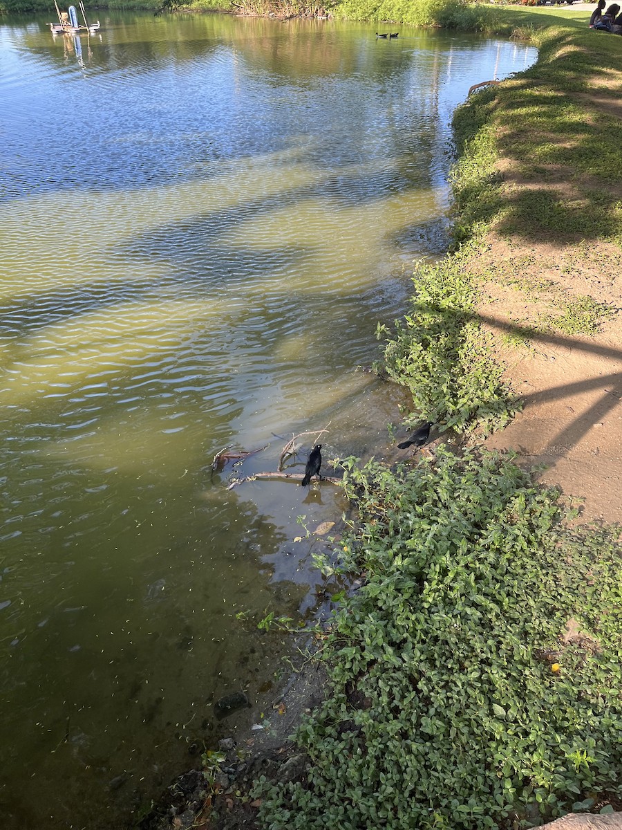 Carib Grackle - ML646741259