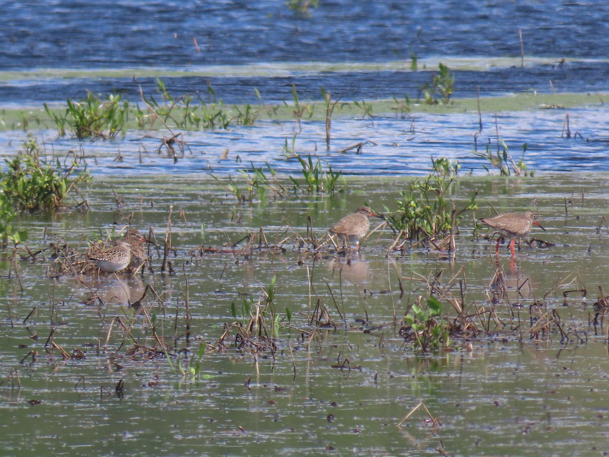 Common Redshank - ML646741260