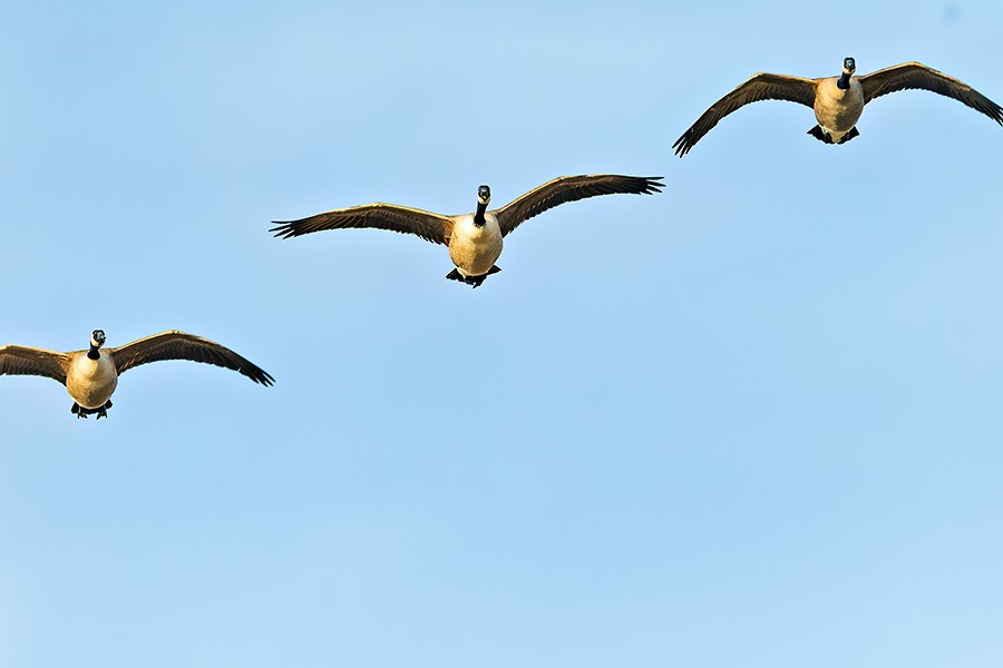 Canada Goose - ML646741261