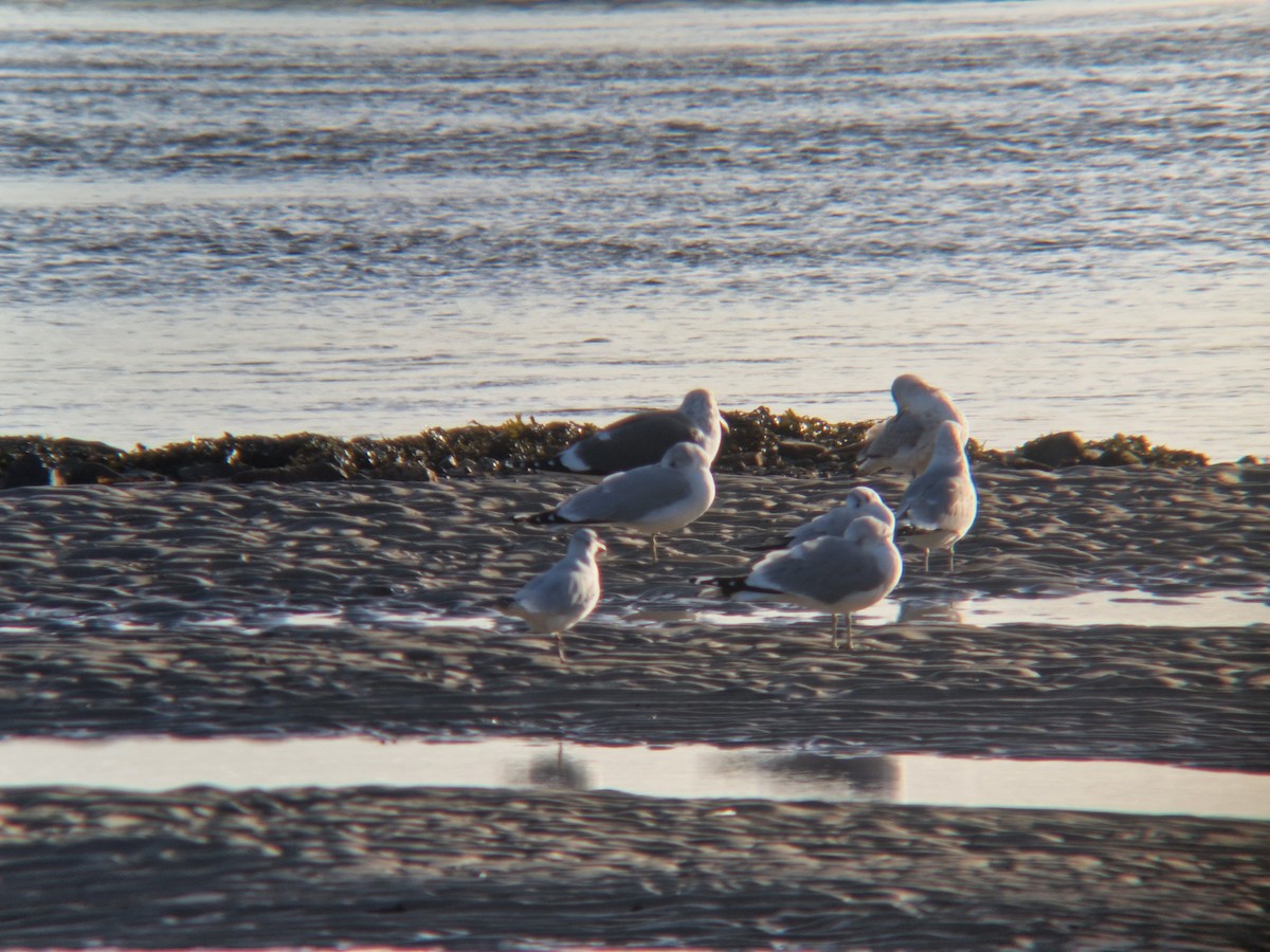 Ring-billed Gull - ML646741262