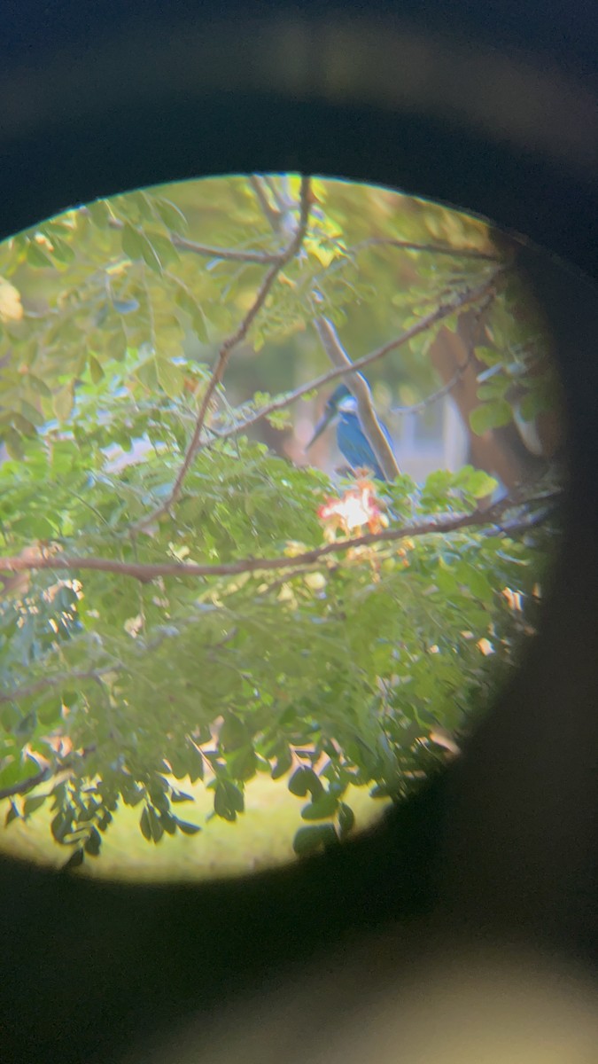 Amazon Kingfisher - ML646741263