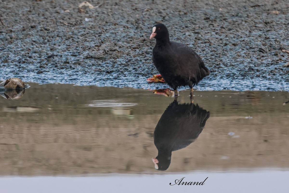 Eurasian Coot - ML646741264
