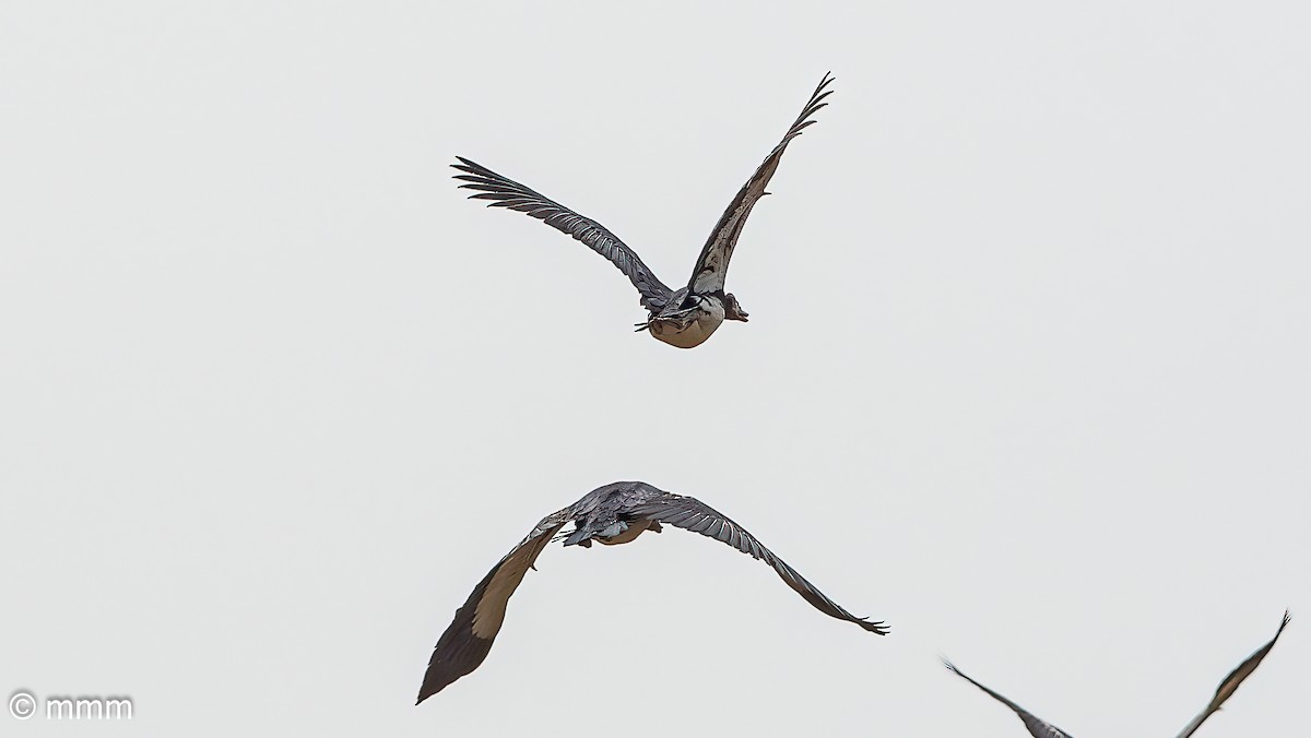 Spur-winged Goose - ML646741265