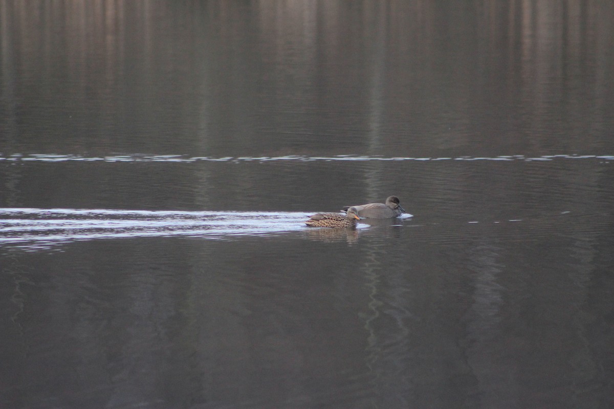 Gadwall - ML646741266