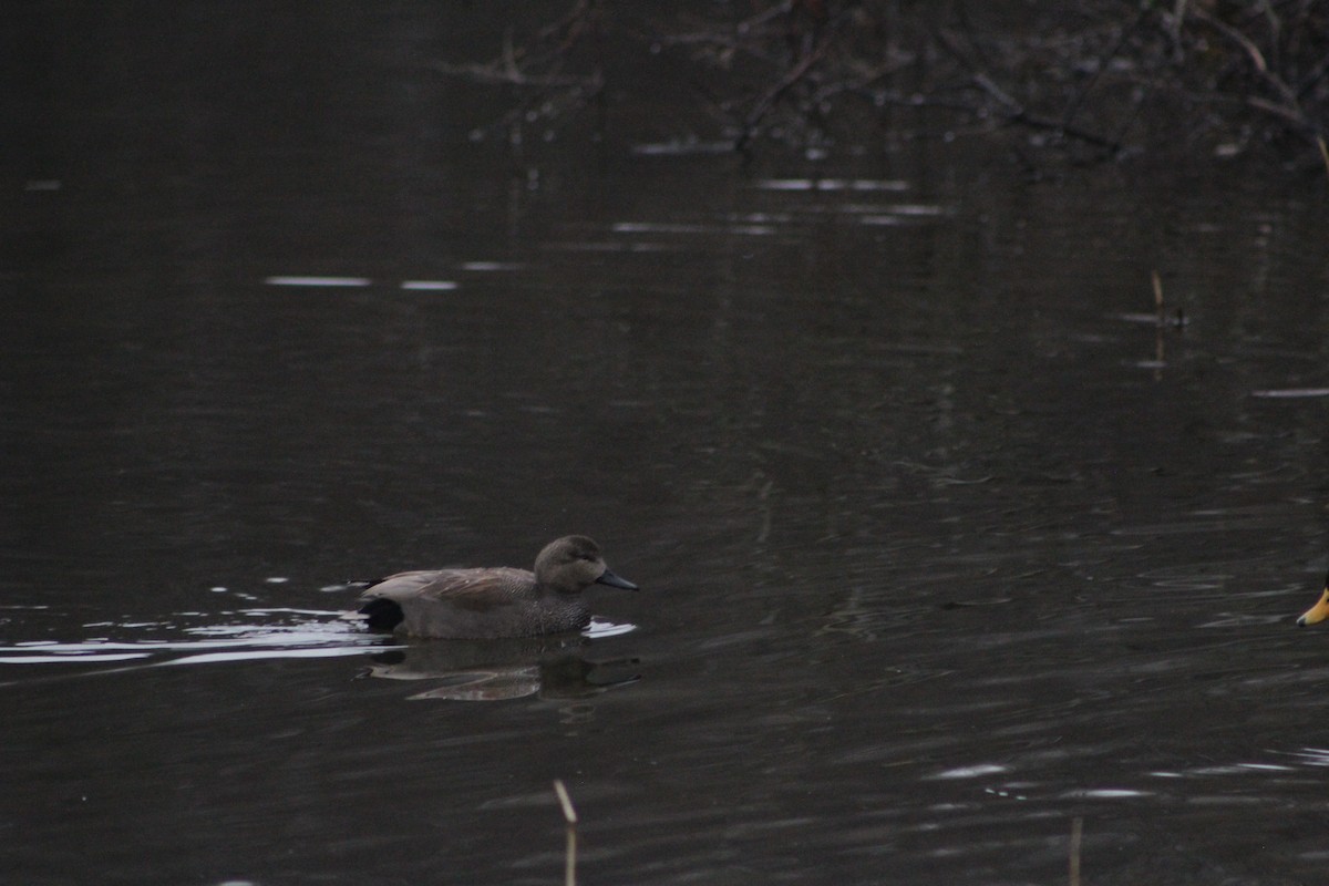 Gadwall - ML646741267