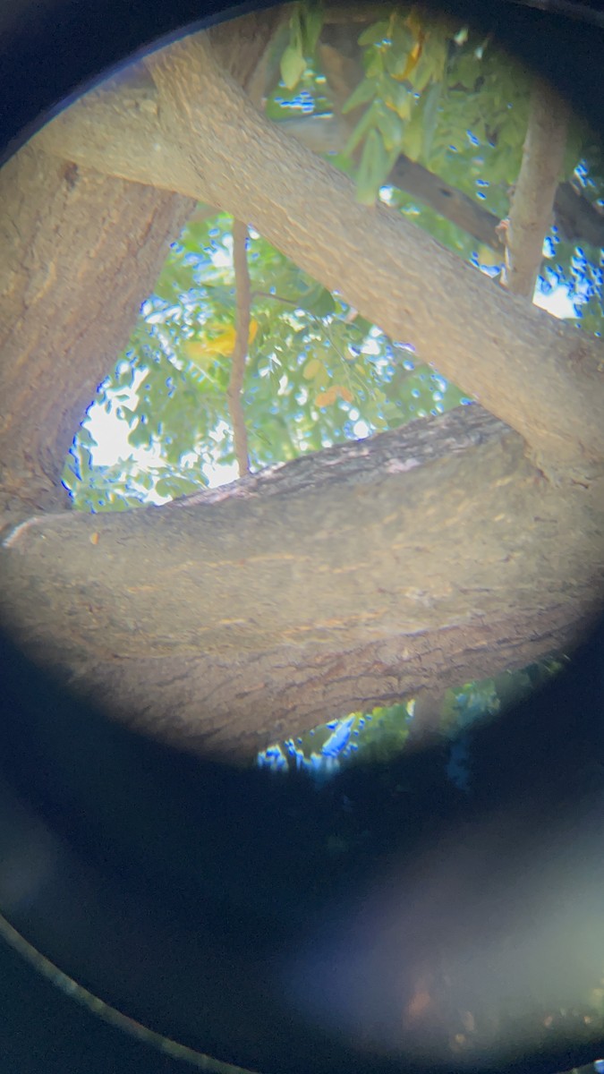 Northern Yellow Warbler - ML646741268