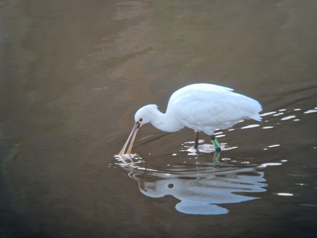 Eurasian Spoonbill - ML646741269