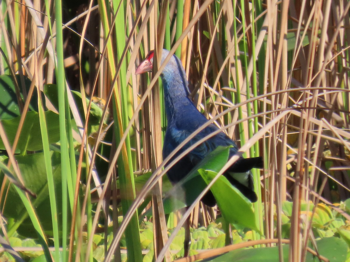 Pollo sultano testagrigia - ML646741270