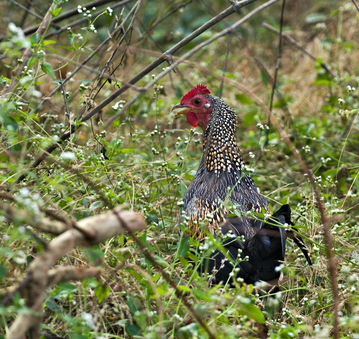 Gray Junglefowl - ML646741271
