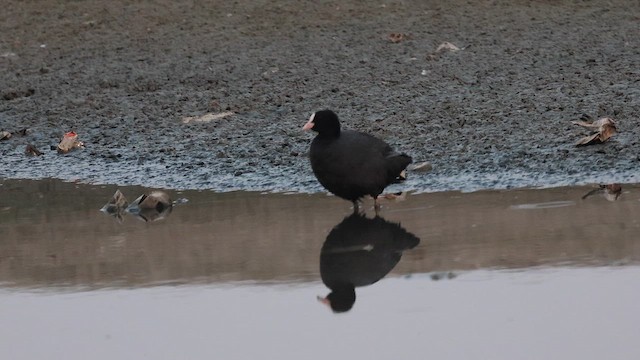 אגמית מצויה - ML646741272