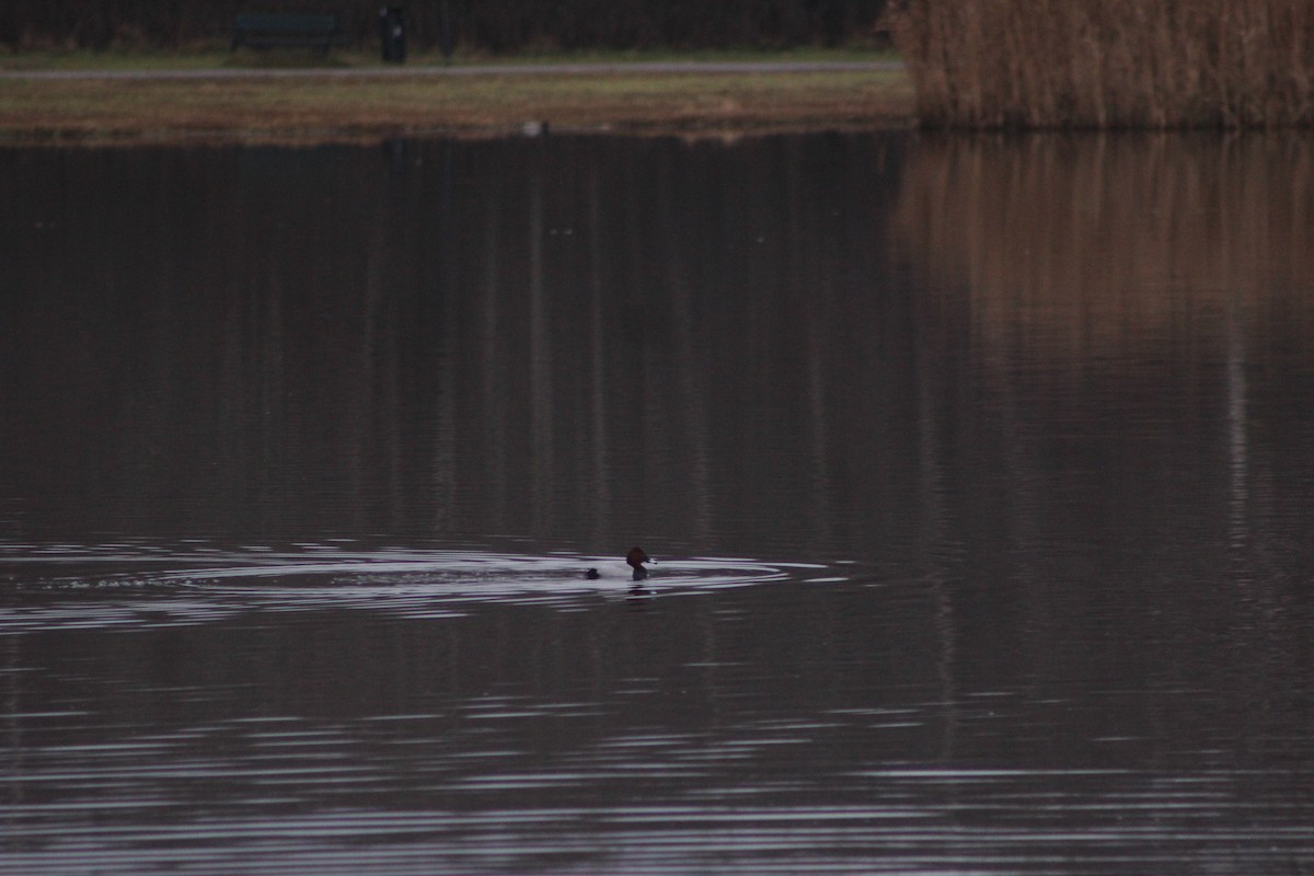 Common Pochard - ML646741274