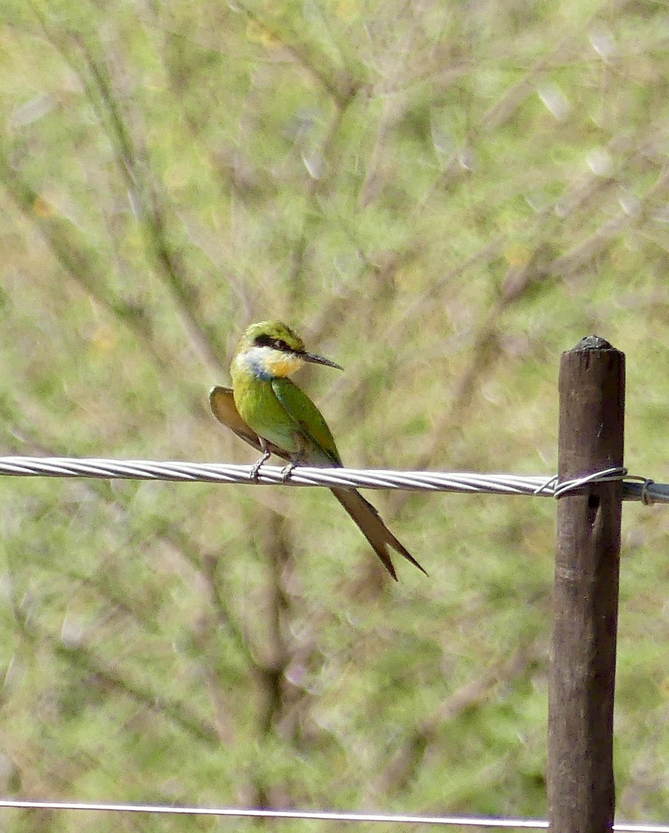 Swallow-tailed Bee-eater - ML646741275