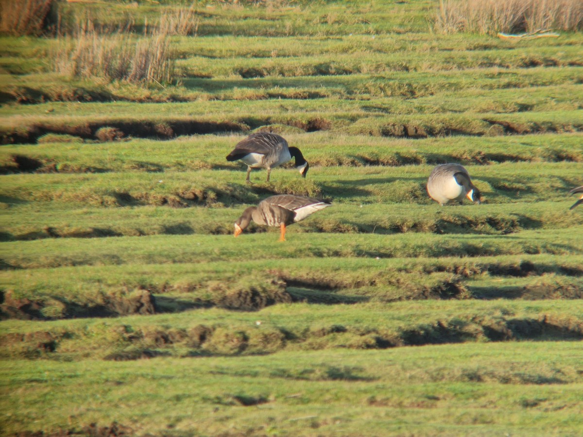 Greater White-fronted Goose (Greenland) - ML646741276