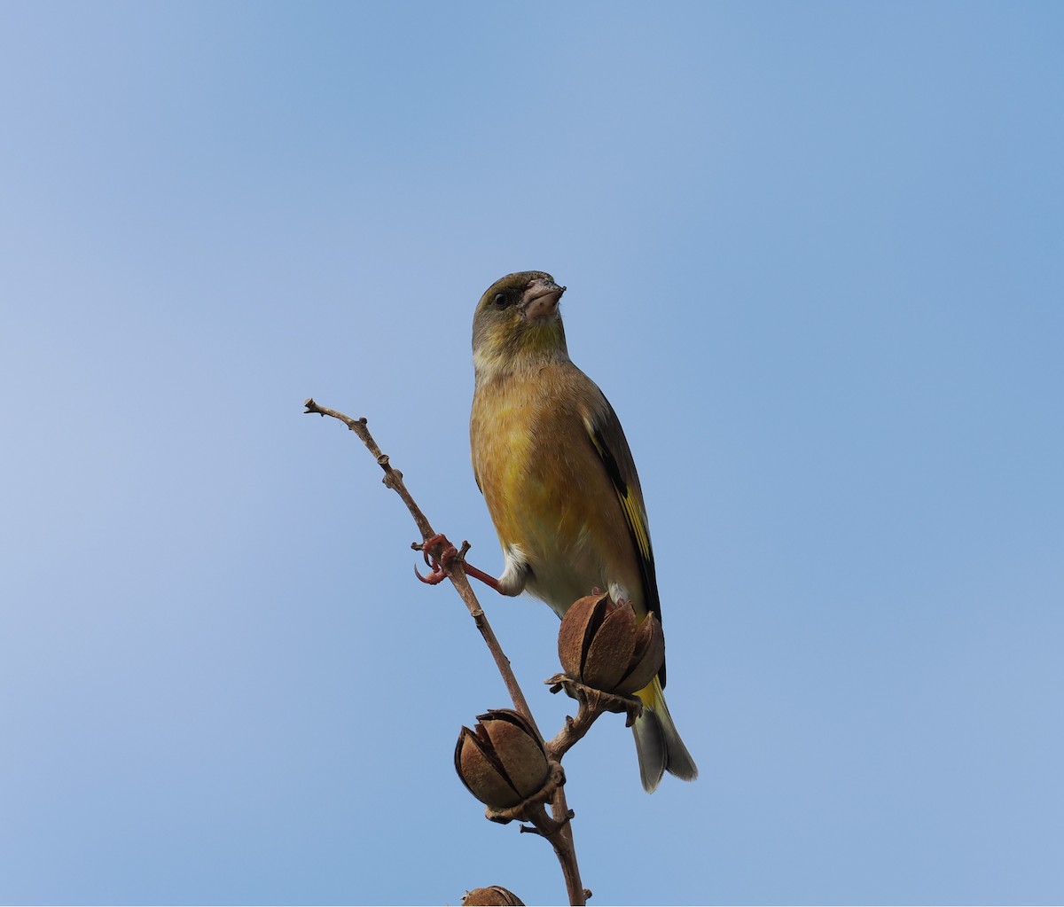 Oriental Greenfinch - ML646741280