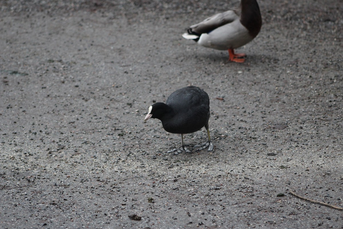 Eurasian Coot - ML646741281