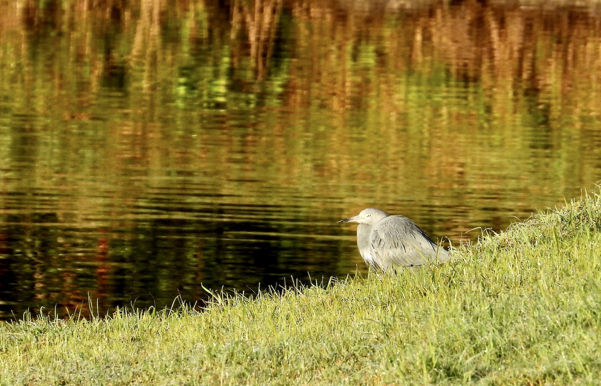 Little Blue Heron - ML646741282