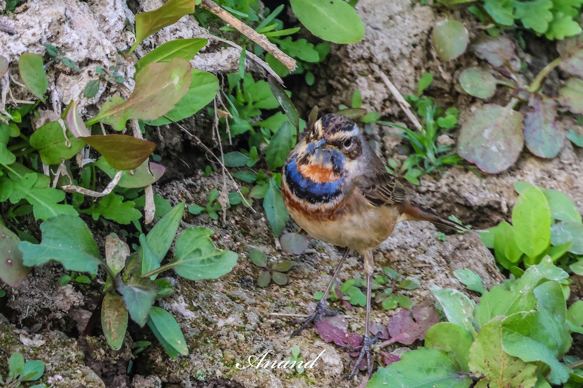 Gorgebleue à miroir - ML646741283