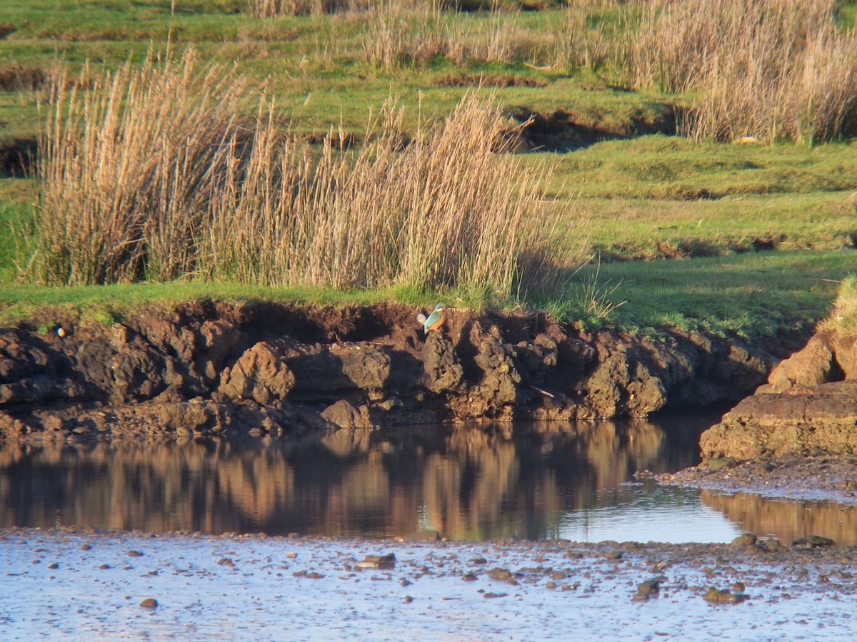 Common Kingfisher - ML646741284