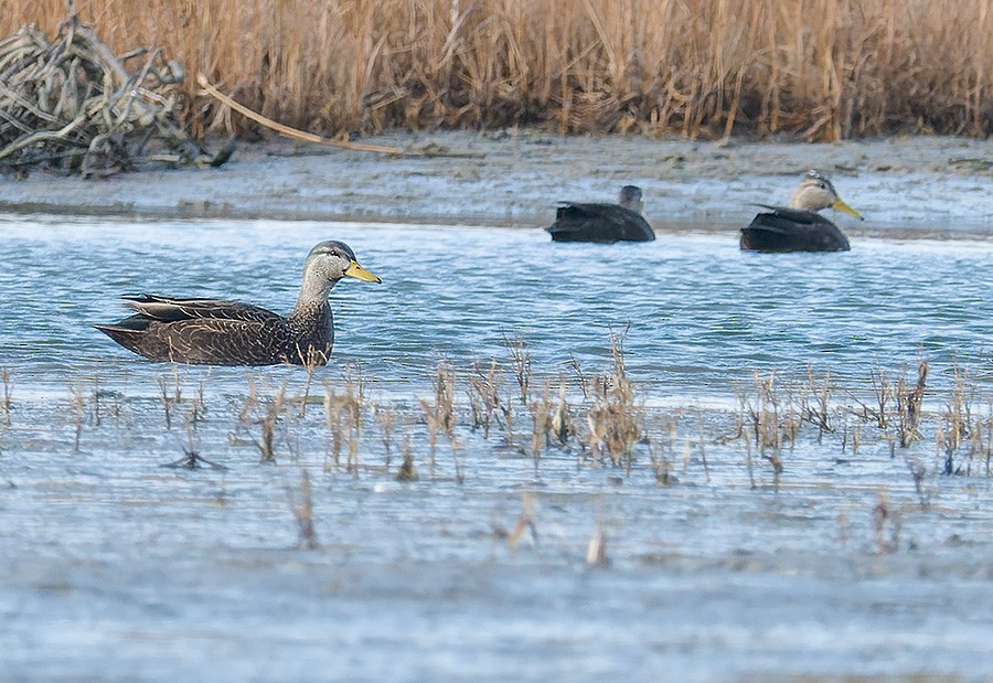 kachna tmavá - ML646741287