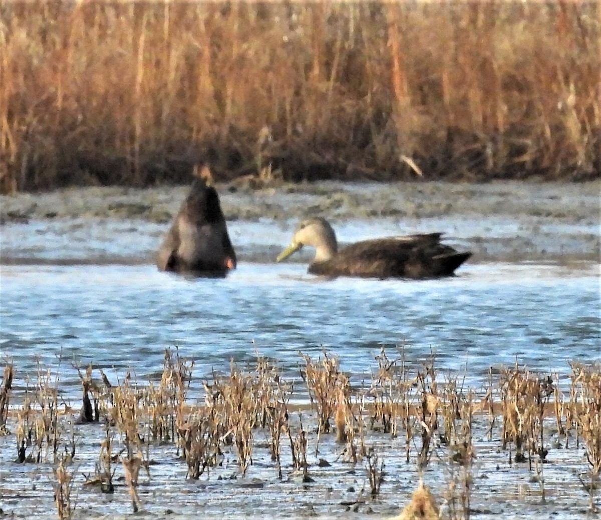 kachna tmavá - ML646741288