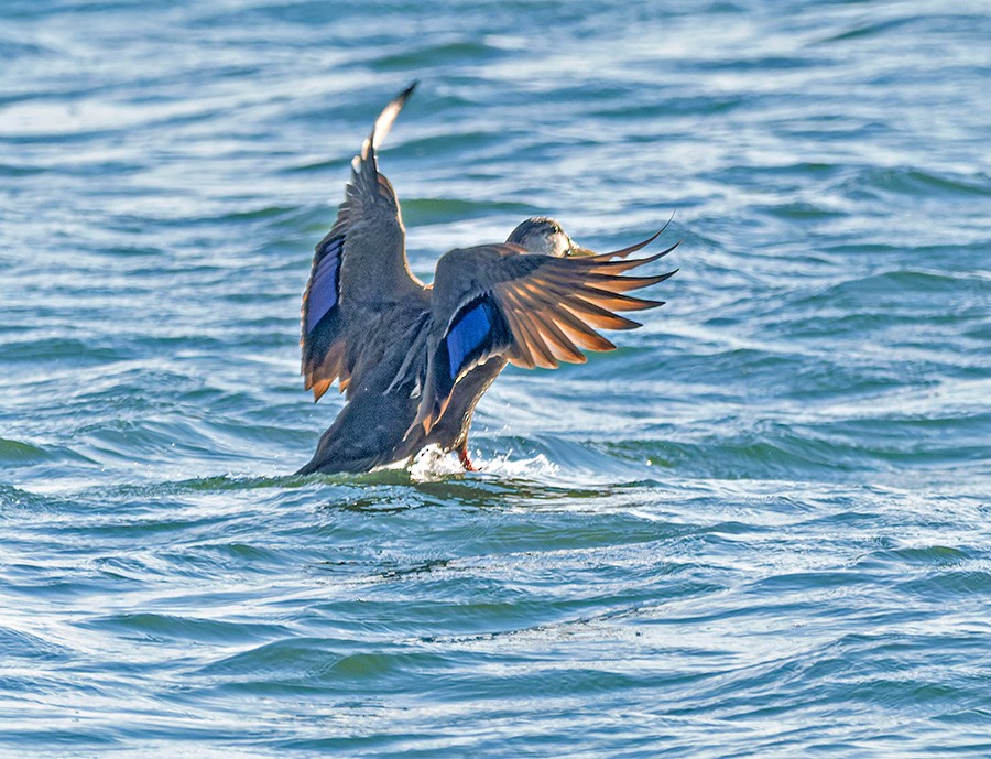 kachna tmavá - ML646741289