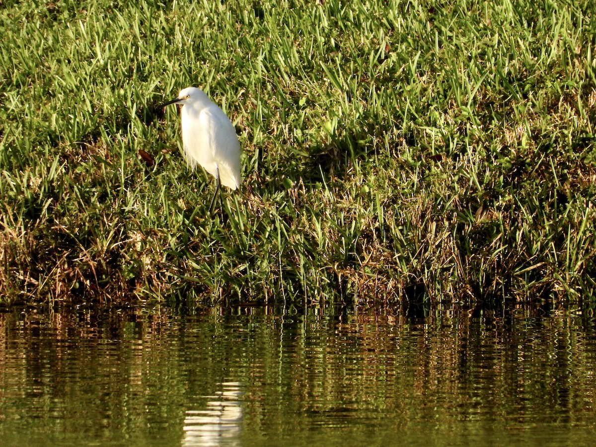 Snowy Egret - ML646741291
