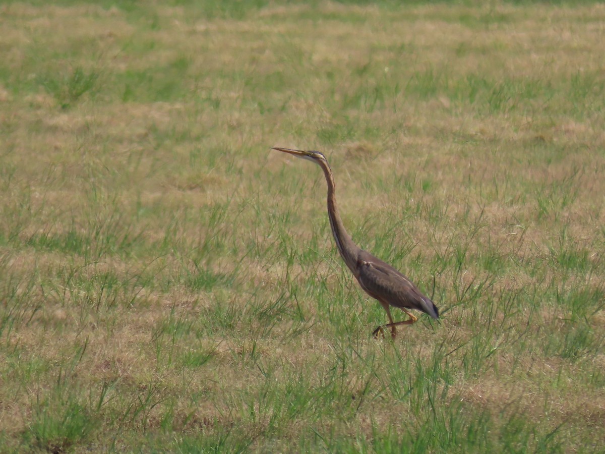 Purple Heron - ML646741292
