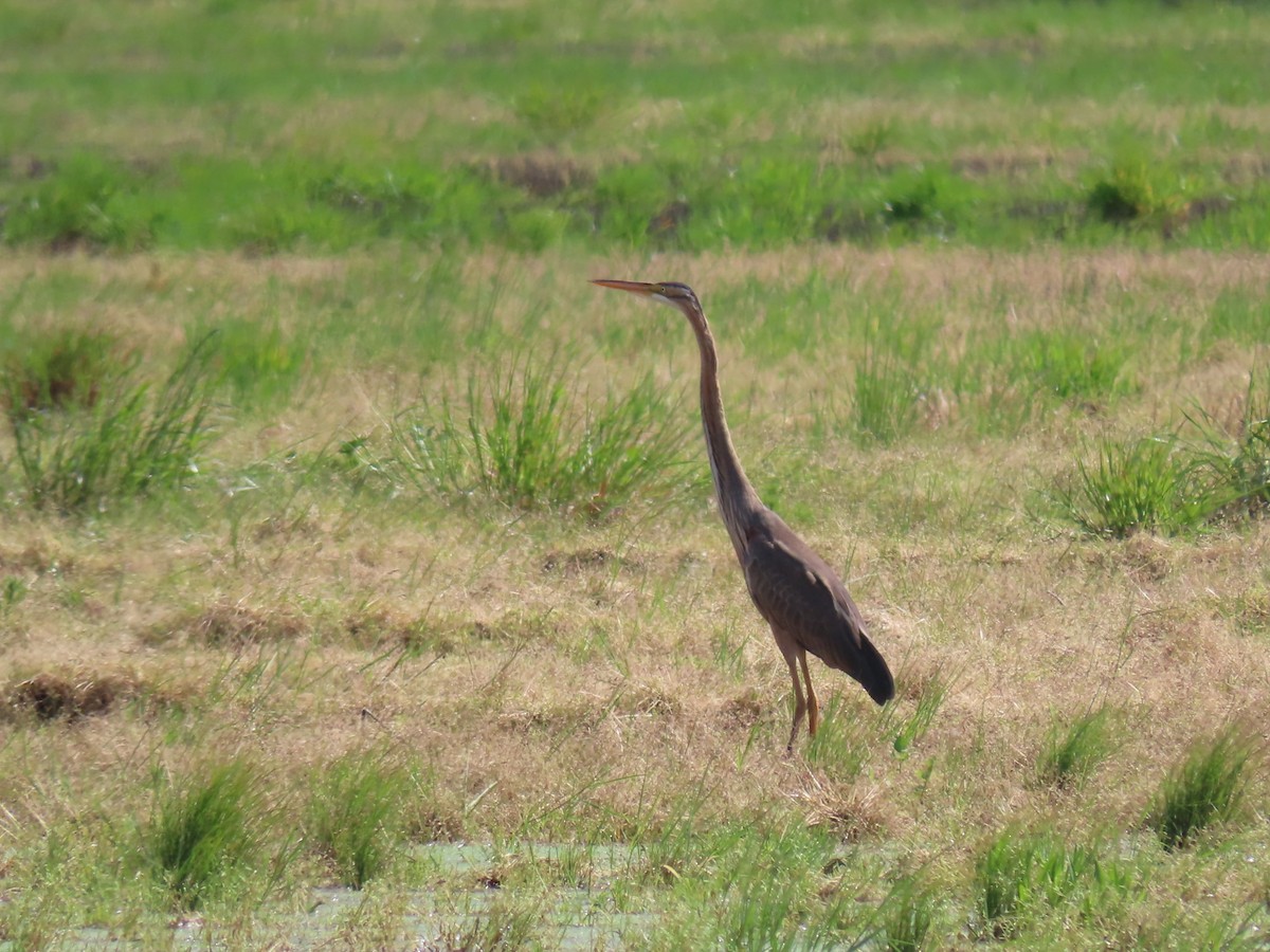 Purple Heron - ML646741293