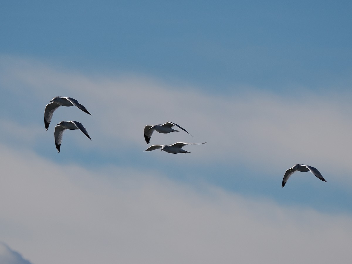 Ring-billed Gull - ML646741294