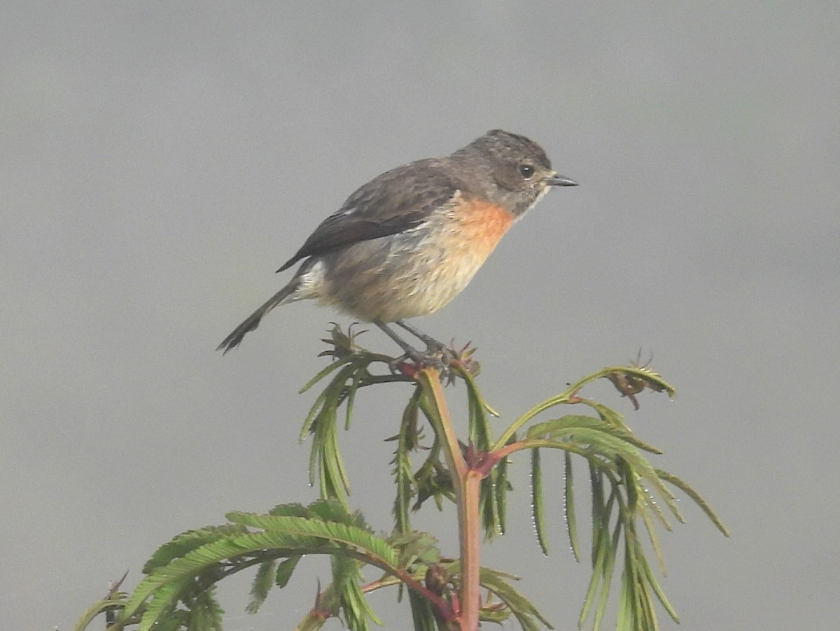 Африканский черноголовый чекан (sibilla) - ML646741296