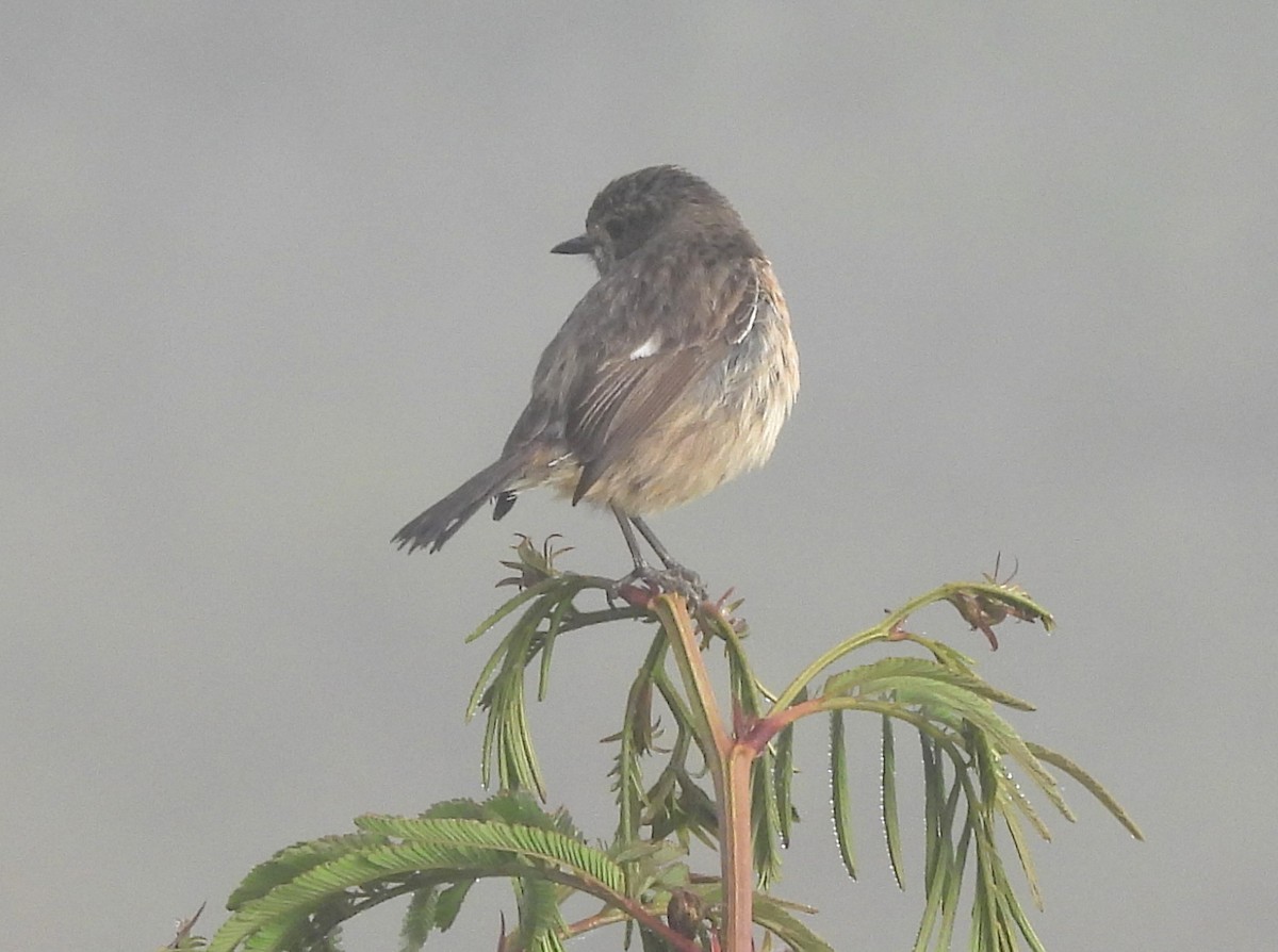 Африканский черноголовый чекан (sibilla) - ML646741297