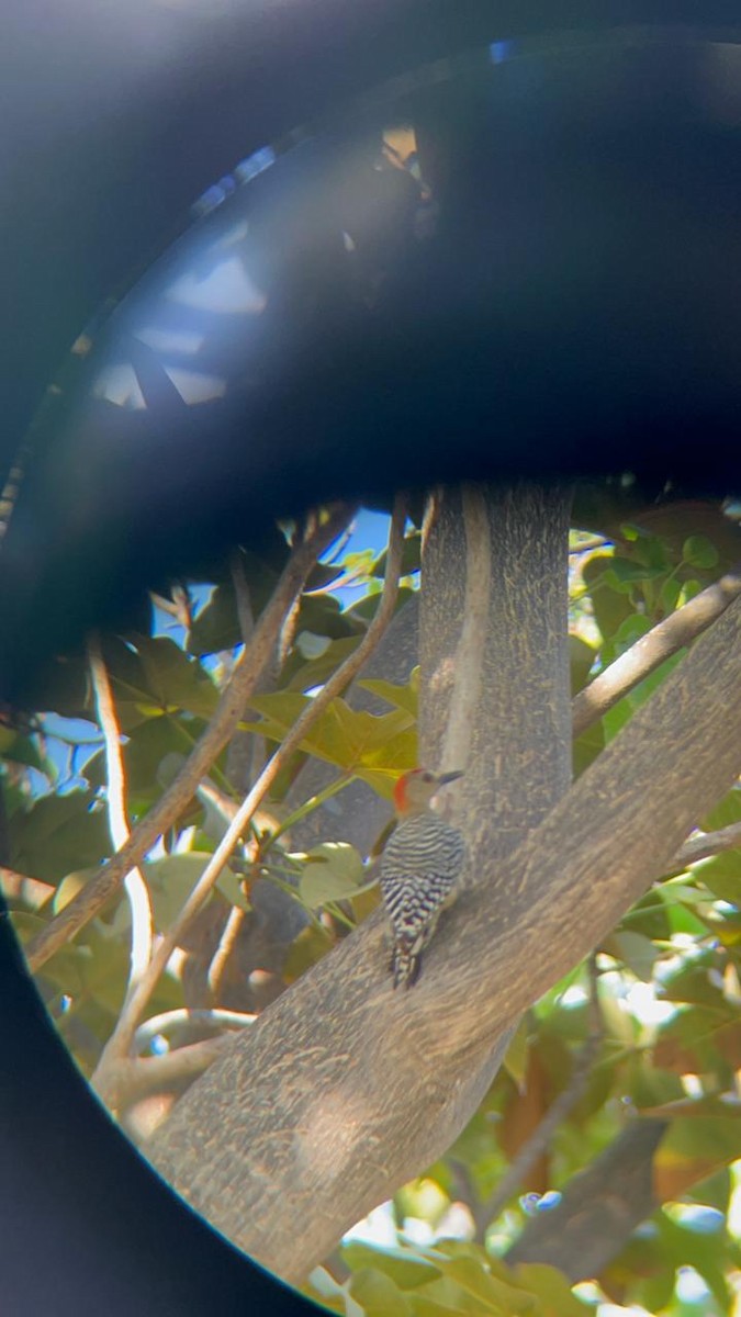 Red-crowned Woodpecker - ML646741299