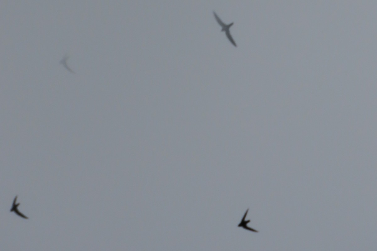 Свіфт болівійський - ML646741300