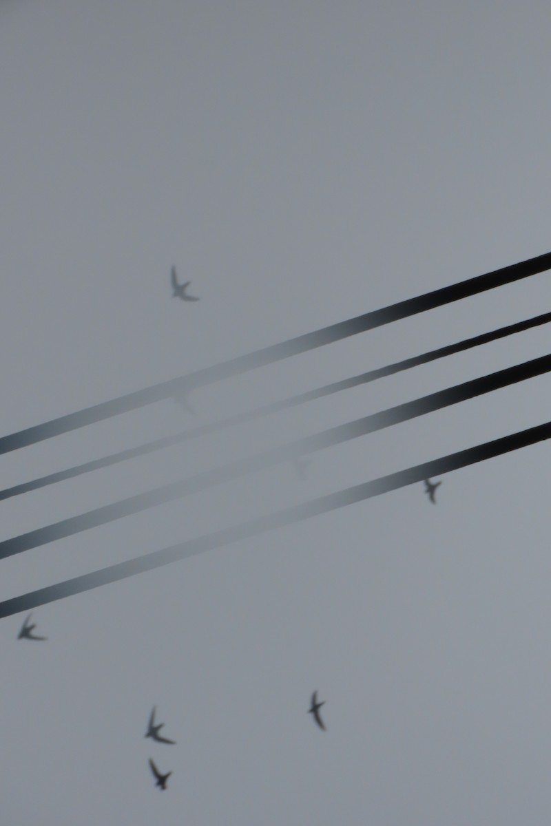 Свіфт болівійський - ML646741301