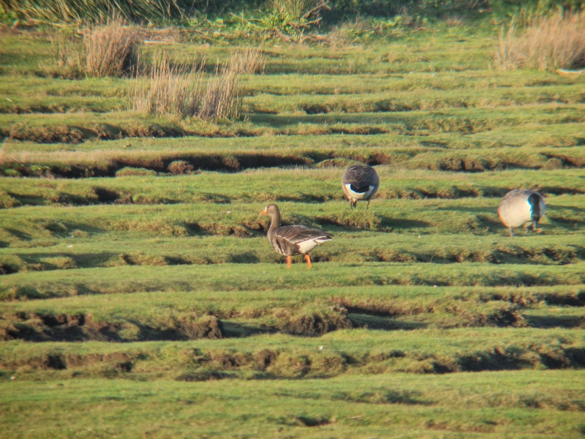 Greater White-fronted Goose (Greenland) - ML646741302