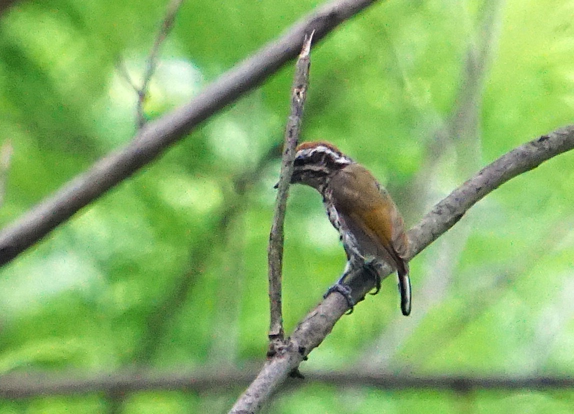 Picumne tacheté - ML646741303