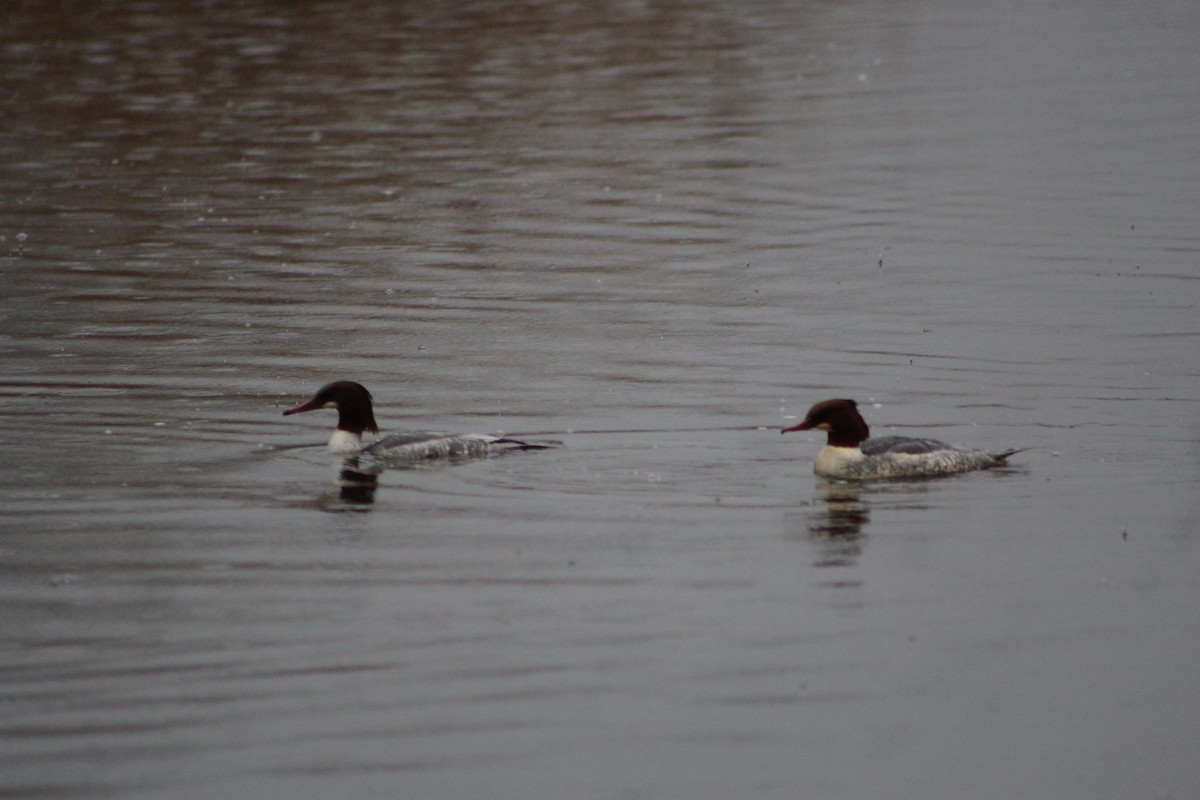 Common Merganser - ML646741304