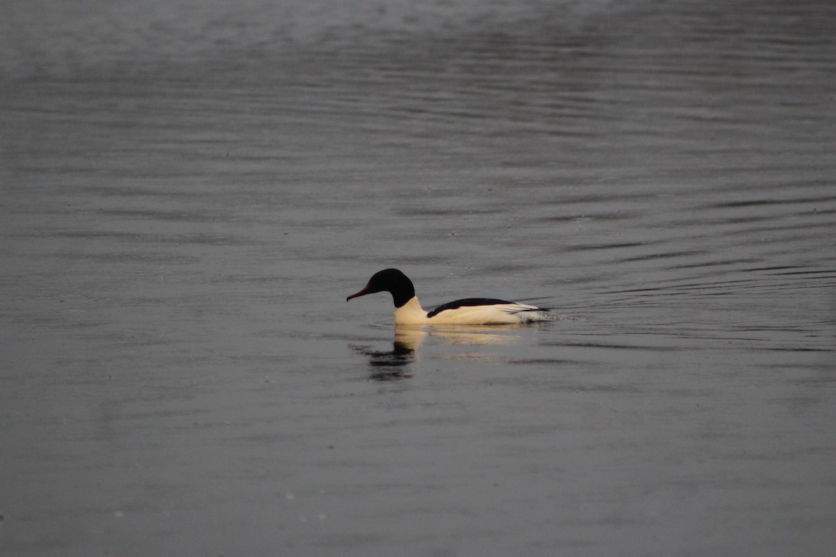 Common Merganser - ML646741305