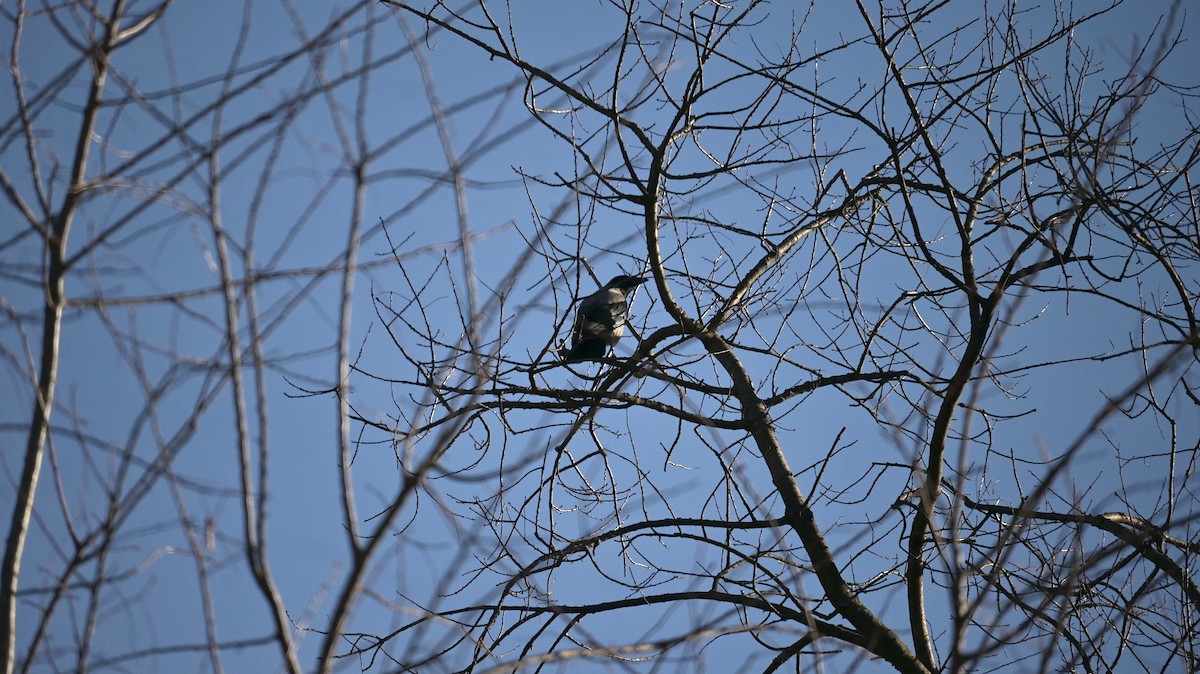 Corneille mantelée - ML646741306