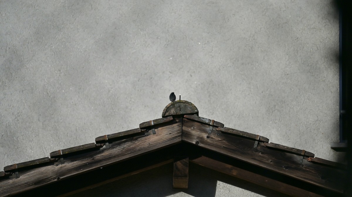 Rougequeue noir - ML646741308