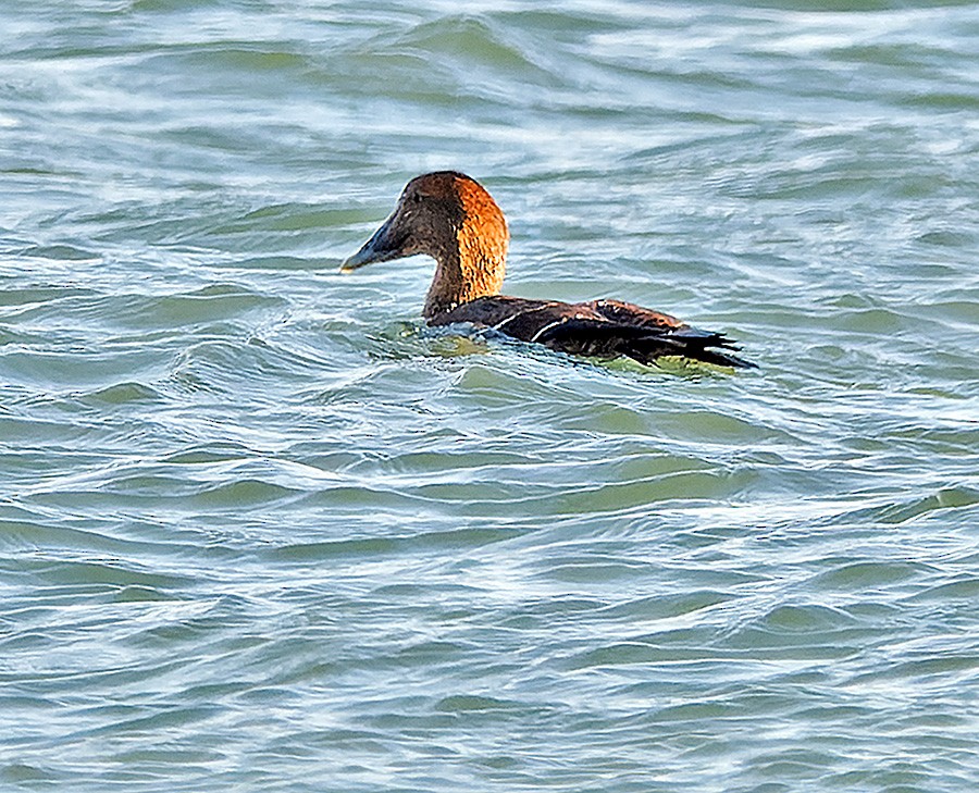 kajka mořská - ML646741310