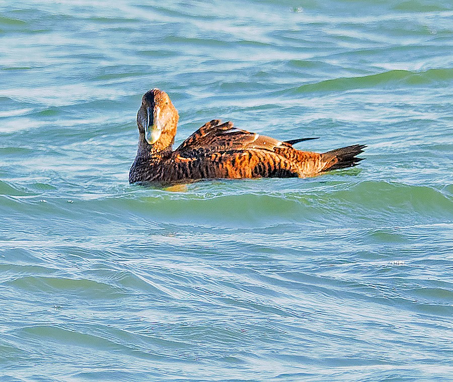 kajka mořská - ML646741311