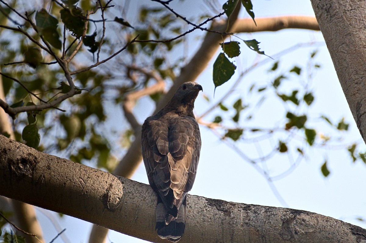 Oriental Honey-buzzard - ML646741313