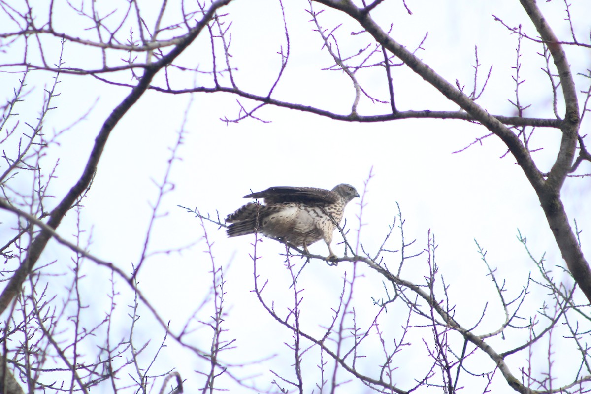 Eurasian Goshawk - ML646741315