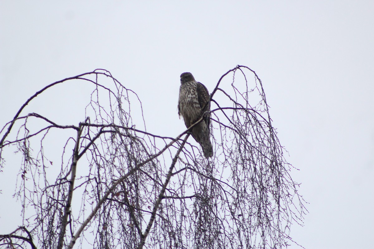 Eurasian Goshawk - ML646741316