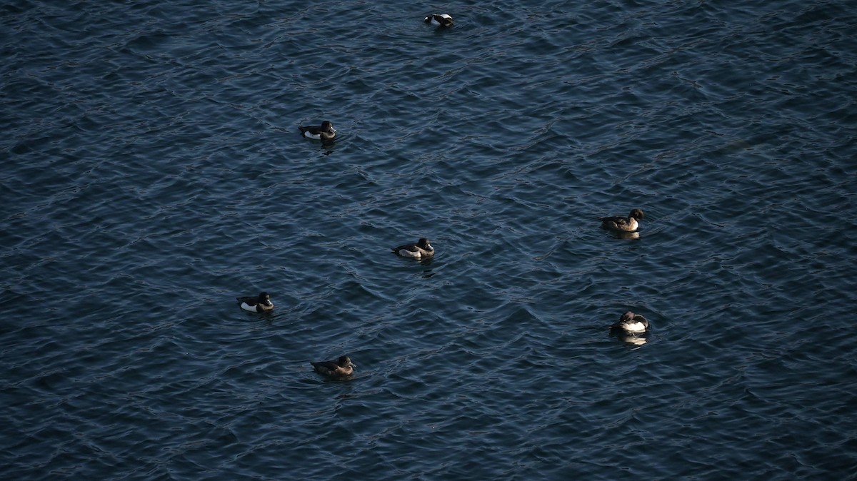 Fuligule morillon - ML646741317