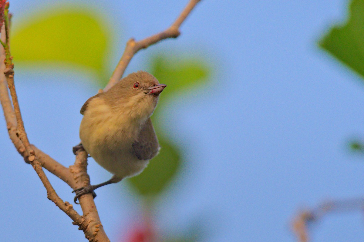 Thick-billed Flowerpecker - ML646741318