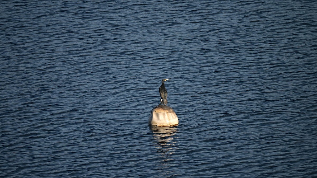 Grand Cormoran - ML646741321